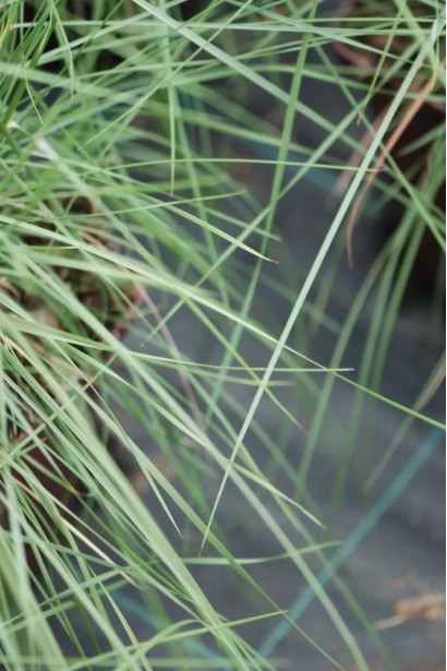 Муленбергія- листя сизо-зеленого кольору